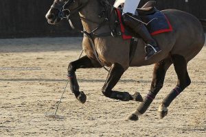 Martin Collins Polo Arenas and Exercise Tracks